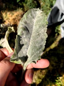 powdery mildew of beet photo