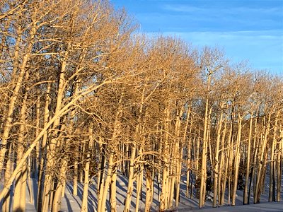 Pando Aspen Clone in winter with sun shining on it 011223 photo
