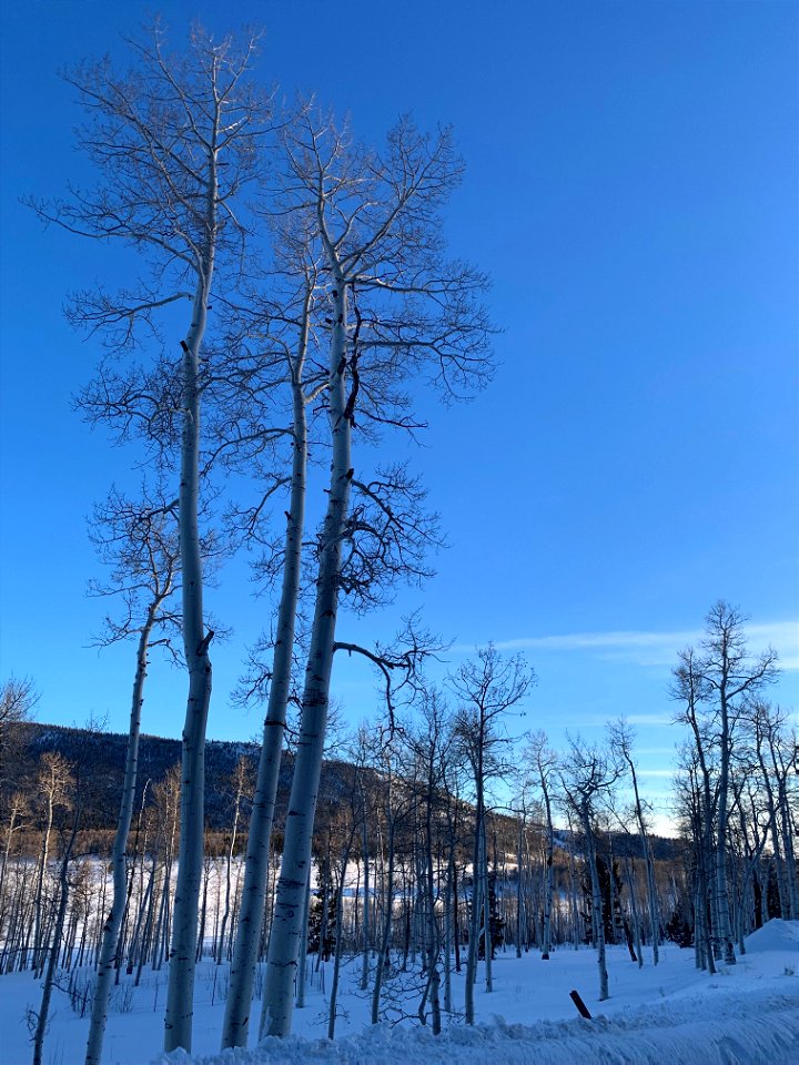 Pando Aspen Clone with Mountain in Winter 011223