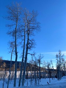 Pando Aspen Clone with Mountain in Winter 011223 photo