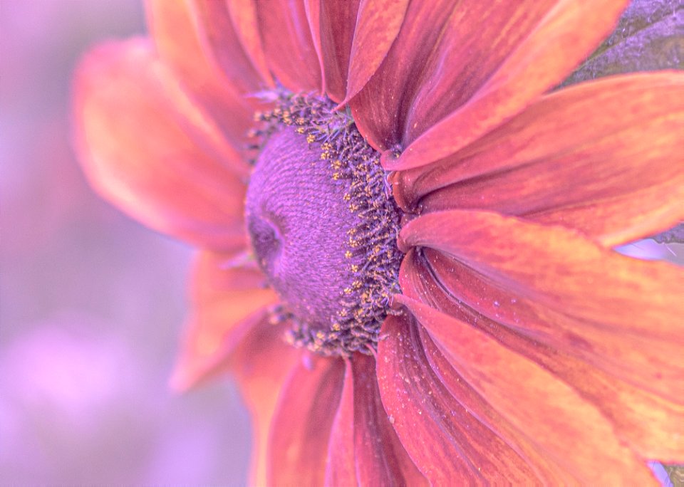 Stanley Park Flower edits from Vancouver Canada