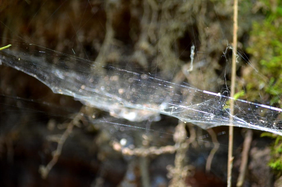 Spider web photo