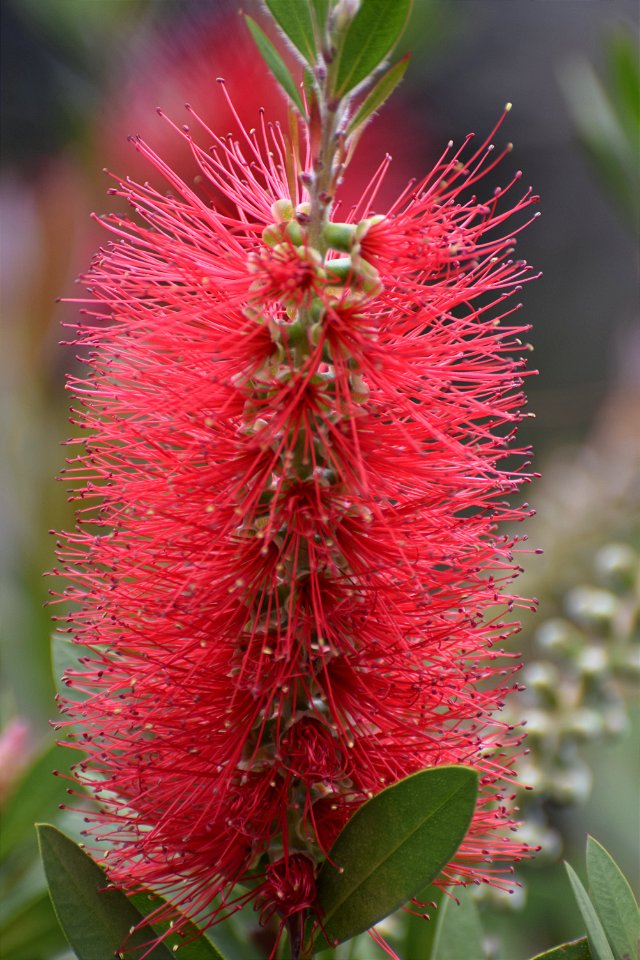 callistemon citrinus photo