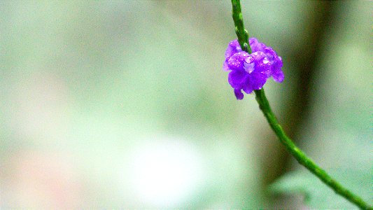 Flores Amazonas