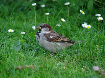 sparrow 7 photo