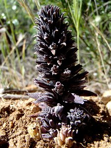 Fort Hunter Liggett, Jolon & Indians Spring 2015