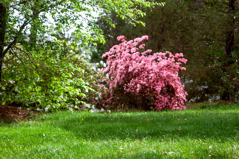 pink-azalea-bush