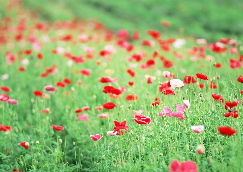 Red poppies on green field