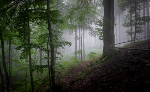 misty morning