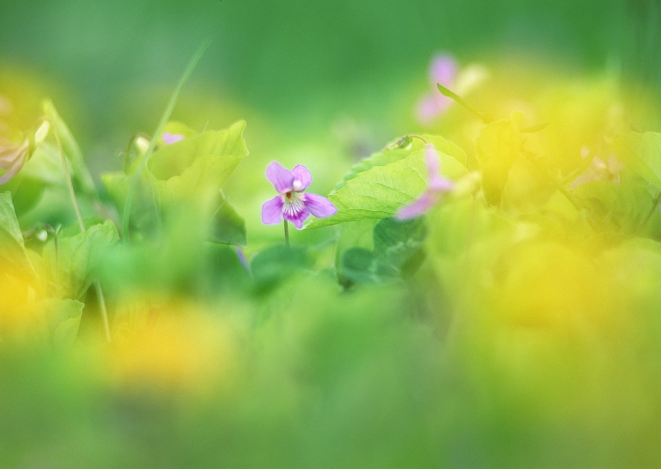 Focus on Pink wildflowers blooming on meadow
