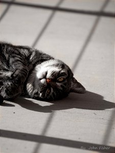 Cat In The Sun photo