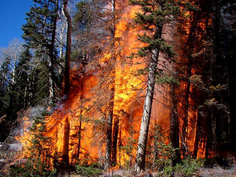 Prescribed Fire on Understory photo