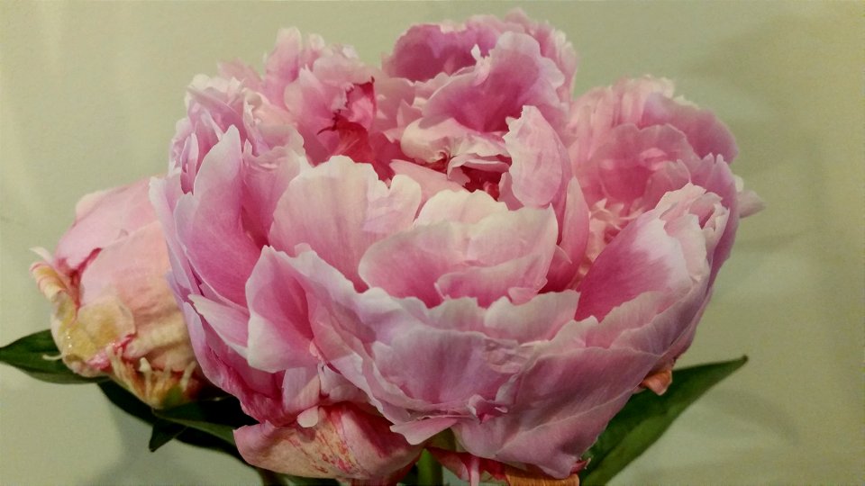 Peony photo