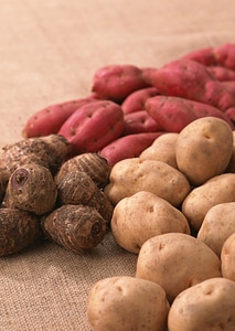 Pile of potatoes and sweet potatoes on burlap sack background photo