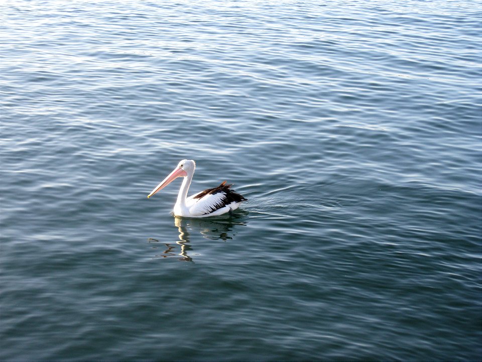 Pelican