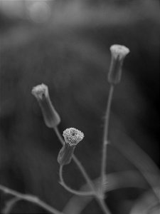 revelen stone (emilia sonchifolia) photo