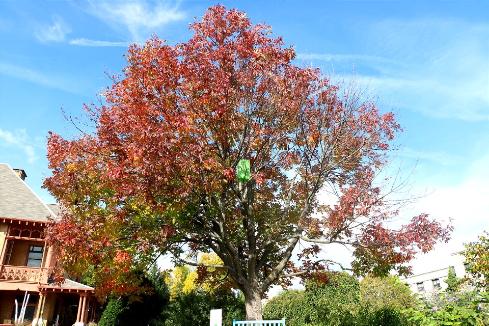 Allen Centennial '19 Spring Ash Tree