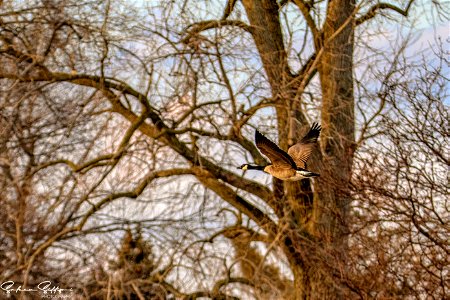 Canada Goose