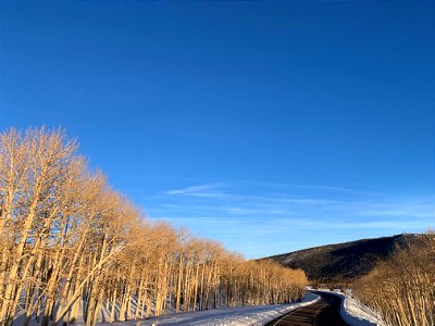 Pando Aspen Clone in winter with road and mountain 011223
