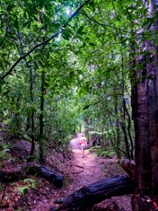 Birdwood Gully (Springwood) - The Blue Mountains Australia