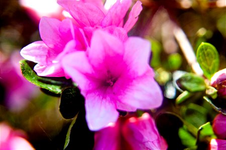 pink azaleas