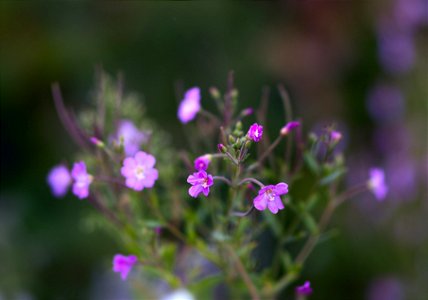 in the meadow