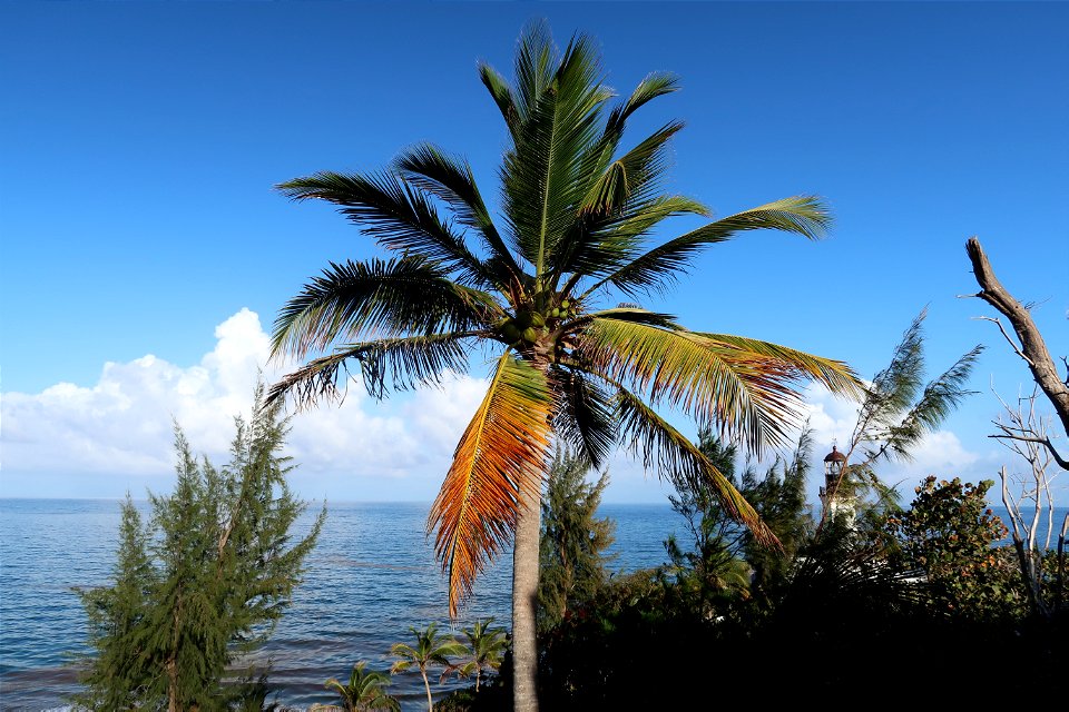 Close Up Palm Tree at Punta Tuna Beach