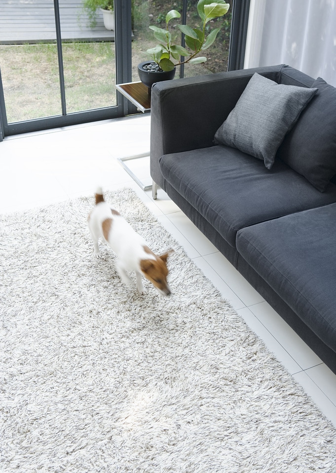 Contemporary living room with the dog