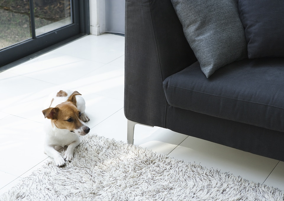 Dog head shot portrait in a living room natural setting