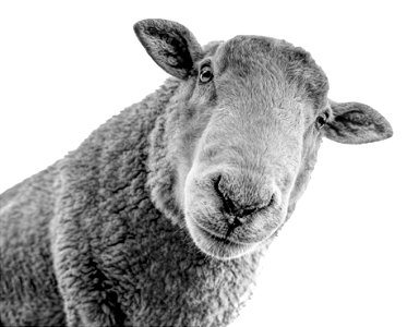 sheep-2 photo