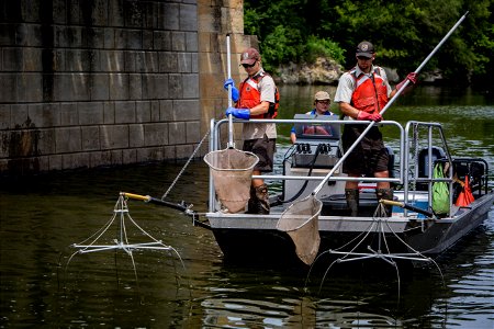 Electrofishing for Invasive Asian Carp photo