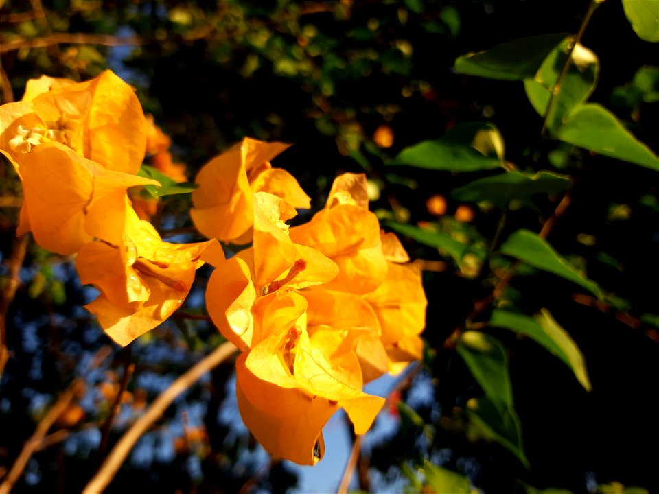 Bougainvillea Glabra