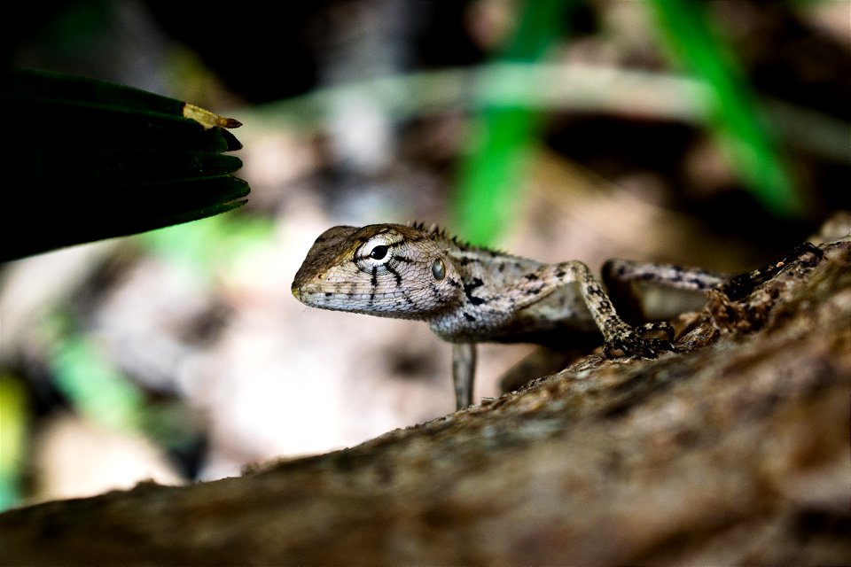 gecko in the tree2 photo