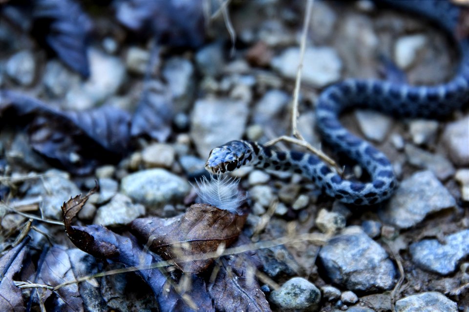 Snake