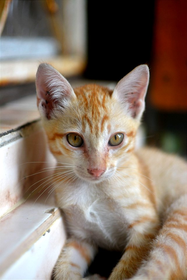 kitten - cat - kitty - 3