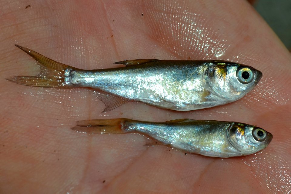 Juvenile Silver Carp