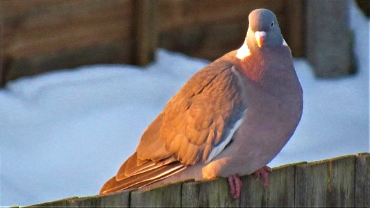 Wood Pigeon on fence (2) - Suffolk, UK - Taken on February 11, 2021