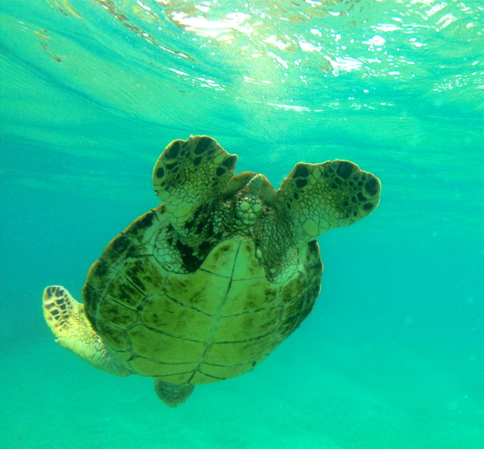 Bye, Honu!