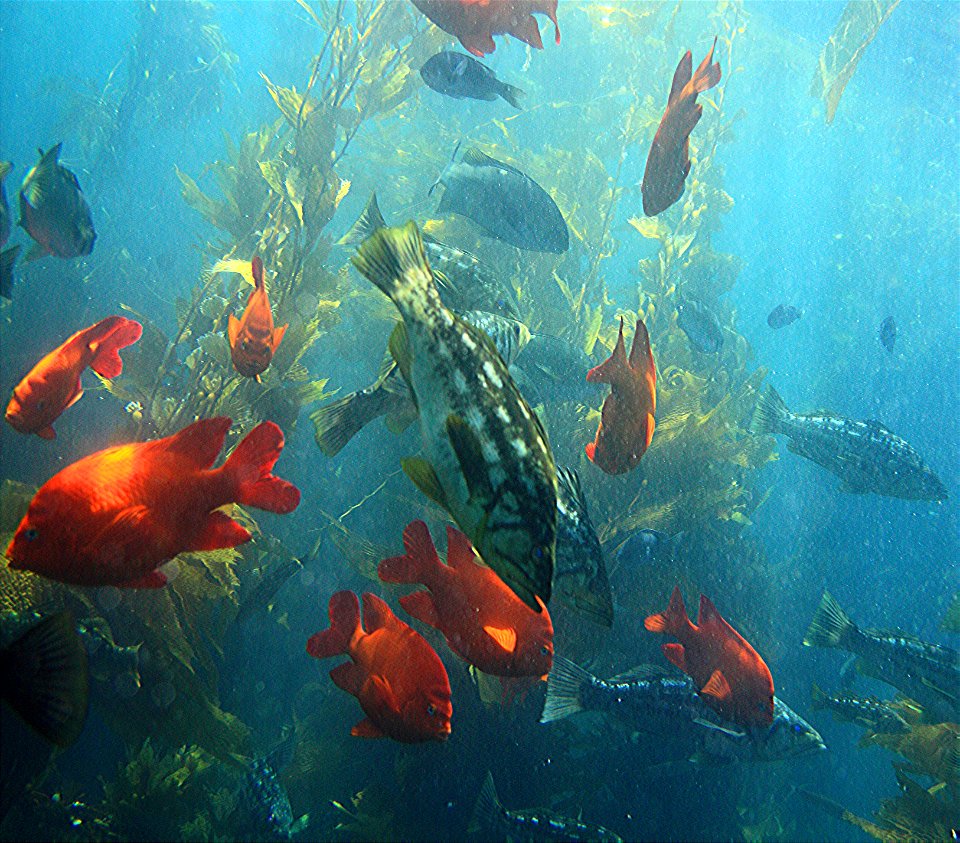 kelp forest locals. catalina.