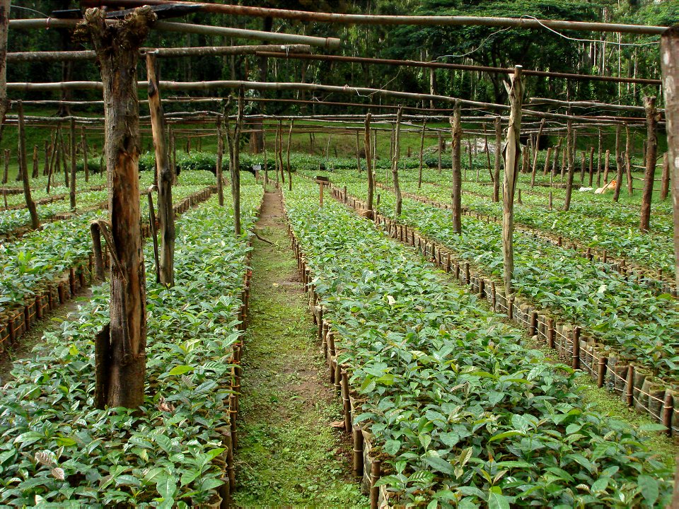 Coffee nursery