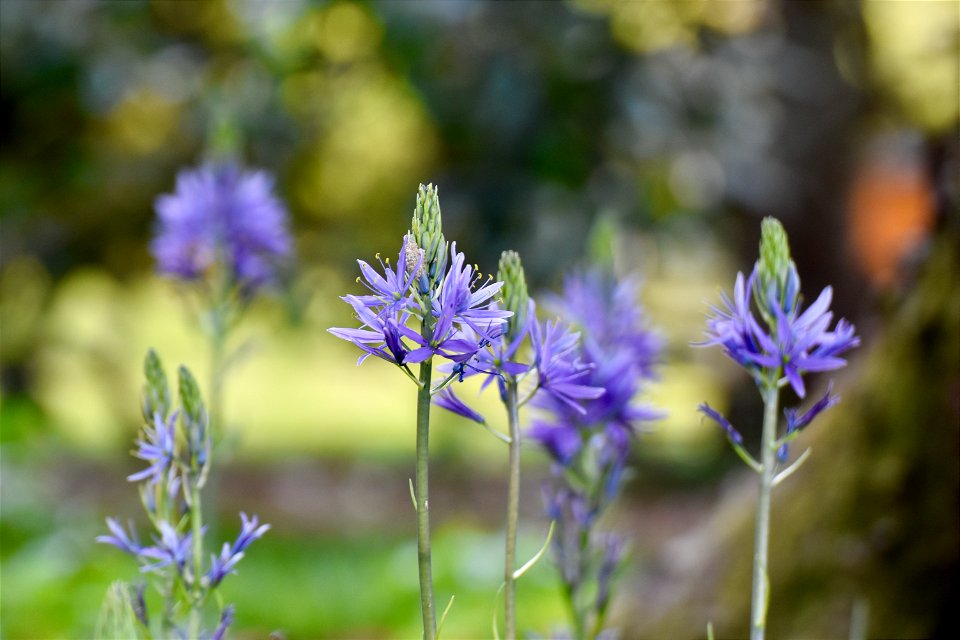 VILLA SOLATIA -BOTANICAL PROJECT