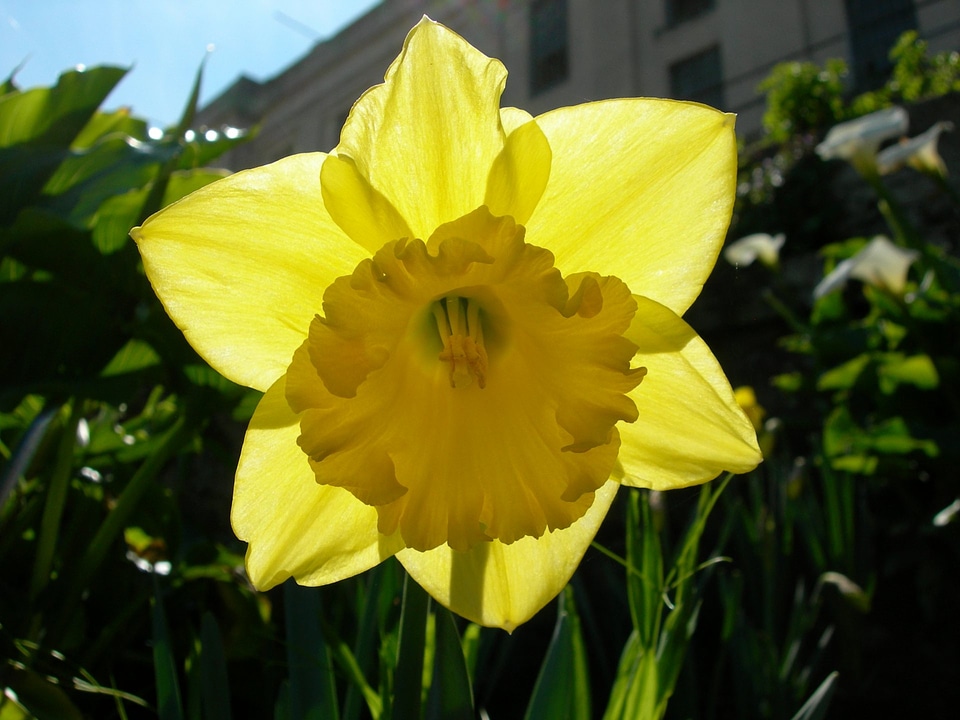 Daffodil - Narcissus Carlton