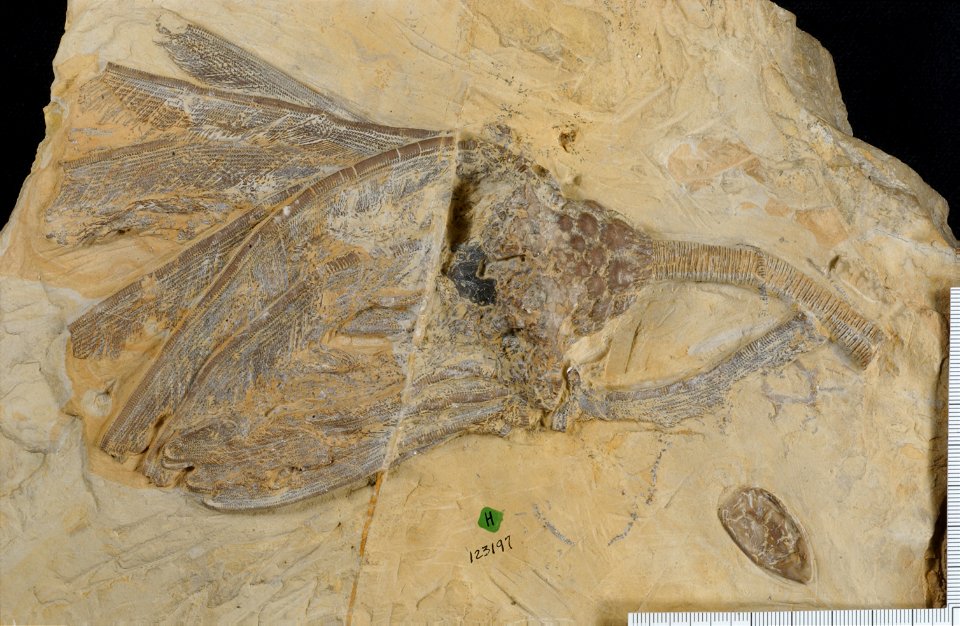 Crinoid (species unknown)
