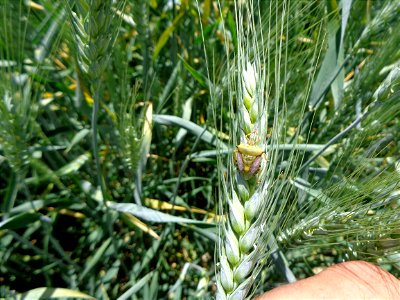 insect on wheat photo