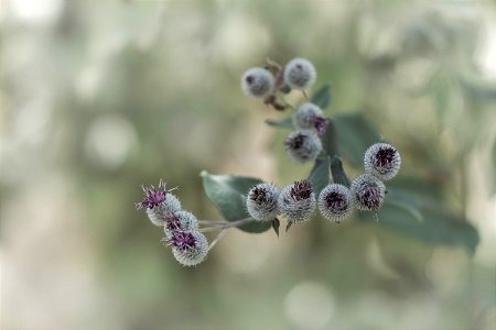 wildflowers thorns photo