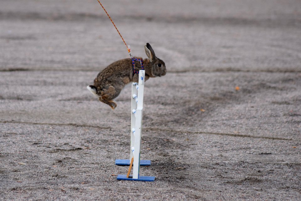 Bunnyjump