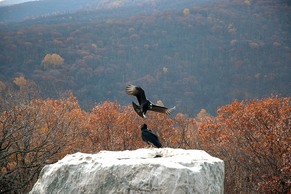 Wolf Rock Catoctin Mountain