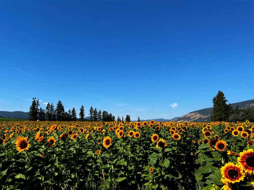 Sunflower fields in bloom 1683