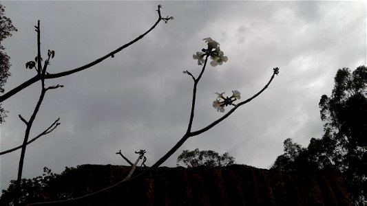 Las Flores en Termales Santa Mónica, Choachí, Cundinamarca, Colombia photo