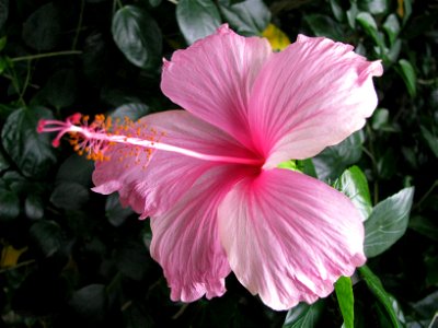 Flower 3